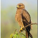 Indian Spotted Eagle Clanga Hastata Photo Call And Song