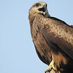 Indian Spotted Eagle Clanga Hastata Photo Call And Song