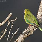 Orange Bellied Parrot Neophema Chrysogaster Photo Call And Song