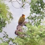 Greater Yellownape Chrysophlegma Flavinucha Photo Call And Song