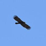 Indian Spotted Eagle Clanga Hastata Photo Call And Song