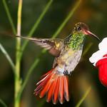 Rufous Tailed Hummingbird Amazilia Tzacatl Photo Call And Song