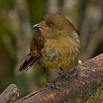 Crested Satinbird Cnemophilus Macgregorii Photo Call And Song