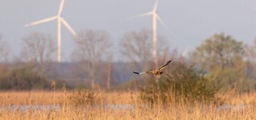 Speeding up renewables without harming nature – Letter to Commissioner Jørgensen