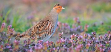 20 years of our agreement with hunters – Is it still worth it?