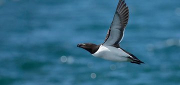 EU Ocean Pact Response: Tentative steps forward, but critical gaps must be addressed to protect our Ocean