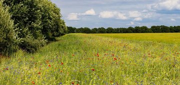 Grow food, not problems: Europe’s next agricultural policy must work for nature
