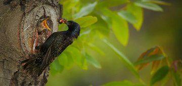 If the next EU budget fails nature, it will fail us all