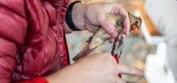 Looming Federal Cuts Threaten the Bird Banding Lab, a Cornerstone of Avian Science