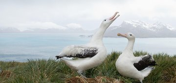 World Albatross Day: The Life and Challenges of an Albatross