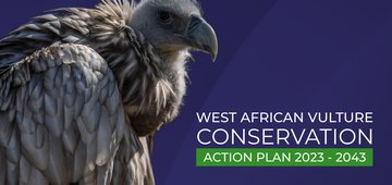 Press Release: West African Vulture Conservation Action Plan (WAVCAP) Launched