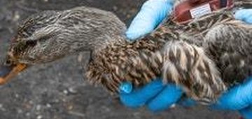 To Solve the Mallard's Mysterious Decline, Researchers Turn to Hi-Tech Trackers