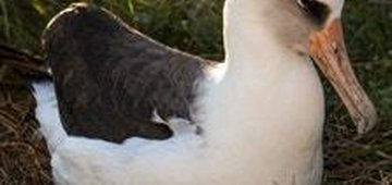 Why Federal Bird Science Deserves Our Strongest Support