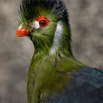 Turacos / Musophagidae photo