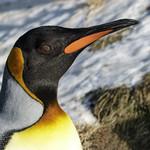 Пингвинообразные / Sphenisciformes фото