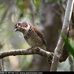 Ground Rollers / Brachypteraciidae photo