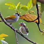 Black-crowned Palm-tanager / Phaenicophilus palmarum photo call and song