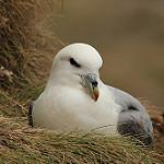 Albatrosses and petrels / Procellariiformes photo