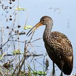 Limpkin / Aramidae photo