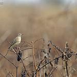 Wood Pipit / Anthus nyassae photo call and song