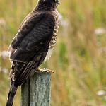 New Britain Goshawk / Accipiter princeps photo call and song