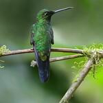 Hummingbirds / Trochilidae photo