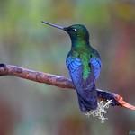 Swifts and hummingbirds / Apodiformes photo