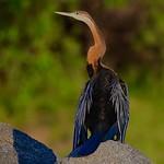 Anhingas, Darters / Anhingidae photo