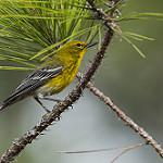 New World Warblers / Parulidae photo