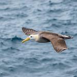 Albatrosses / Diomedeidae photo