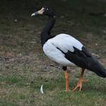 Magpie Goose / Anseranatidae photo