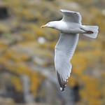 Gulls, Terns, Skimmers / Laridae photo