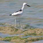 Crab-plover / Dromadidae photo