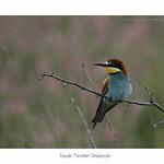 Bee-eaters / Meropidae photo