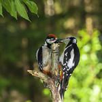 Woodpeckers / Picidae photo