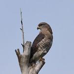 Southern Banded Snake Eagle / Circaetus Fasciolatus Photo Call And Song