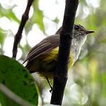 Yellow-bellied Flyrobin / Cryptomicroeca flaviventris photo call and song