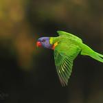 African & New World Parrots / Psittacidae photo