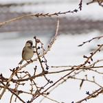 Old World Sparrows, Snowfinches / Passeridae photo