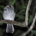 Owlet-nightjars / Aegothelidae photo