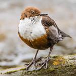 Dippers / Cinclidae photo