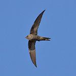 Swifts / Apodidae photo