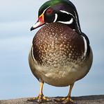 Ducks, Geese, Swans / Anatidae photo
