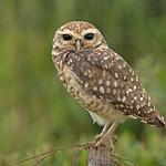 Owls / Strigidae photo