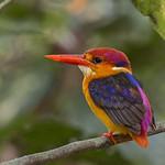 Kingfishers / Alcedinidae photo