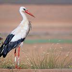 Storks / Ciconiidae photo
