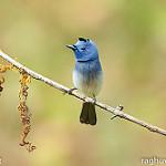 Черноголовый монарх / Hypothymis azurea птица фото голос