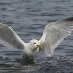 Common Gull / Larus canus photo call and song