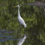 Medium Egret / Ardea intermedia photo call and song