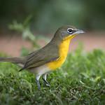 Yellow-breasted Chat / Icteriidae photo